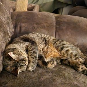 Meet your Posher, Talia